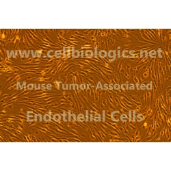 Mouse Tumor-Associated Endothelial Cells (Hu. Breast Ca. Origin, MDA-MB-231)